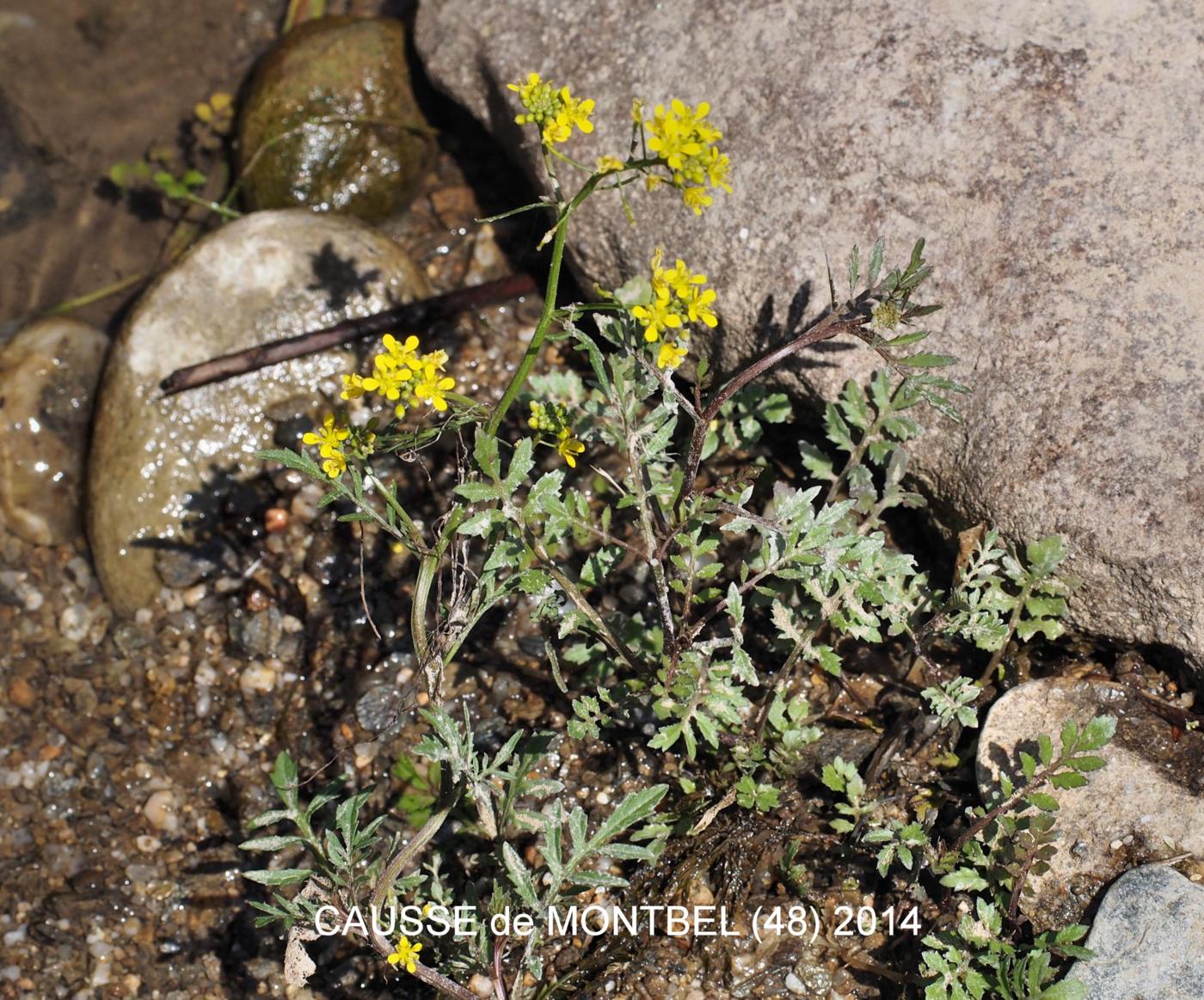 Cress, Rude plant